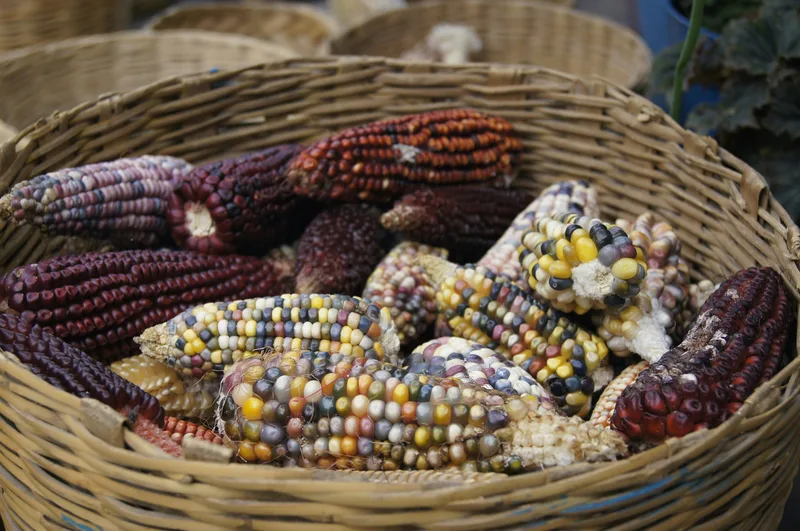 Useful second heirloom-corn image with a softer, market-led mood