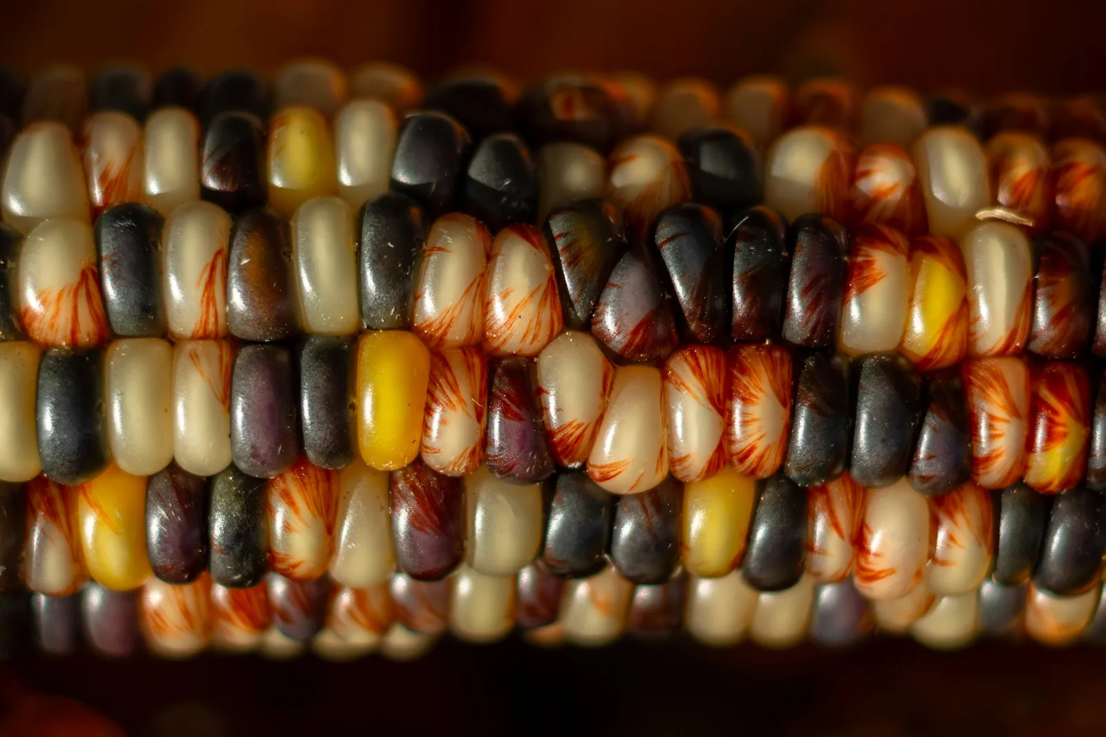 Excellent heirloom-corn detail and a strong fit for the written concept