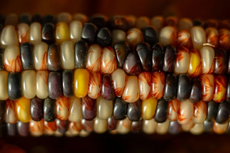 Excellent heirloom-corn detail and a strong fit for the written concept