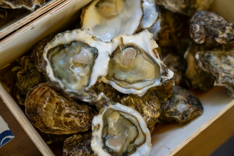 Fresh market oysters provide useful close detail and strong coastal food context